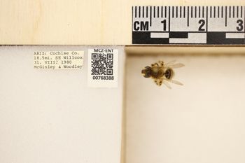 Media type: image;   Entomology 768388 Aspect: Labels